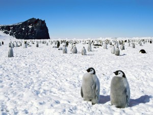 http-thundafunda.com-33-animals-pictures-nature-emperor-penguins-antarctica-pictures.-24f4o52